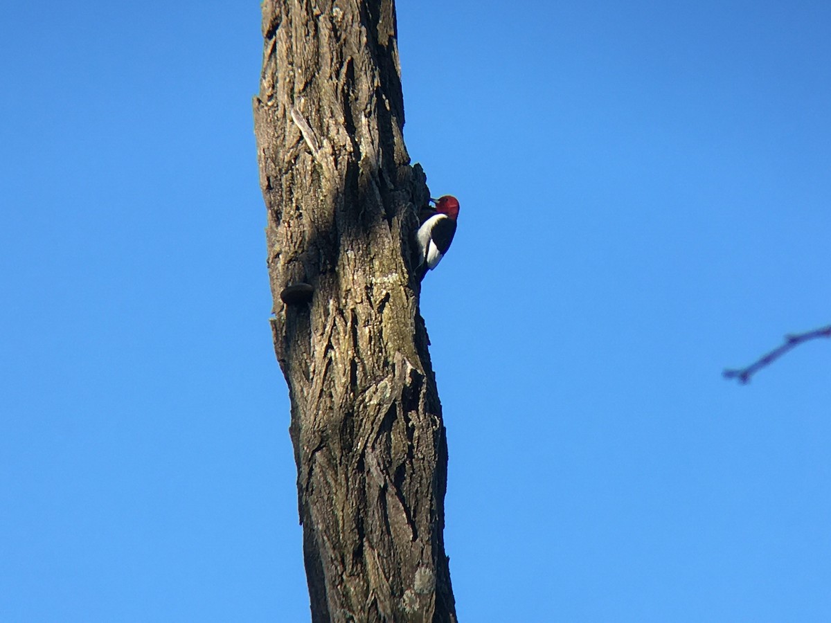 Red-headed Woodpecker - ML617820925