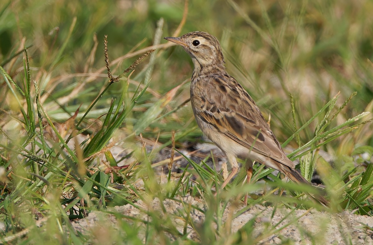 Blyth's Pipit - ML617820926