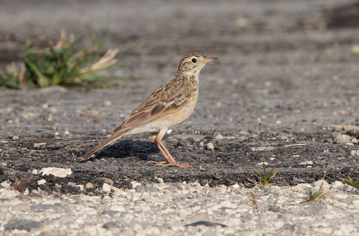 Blyth's Pipit - ML617820927