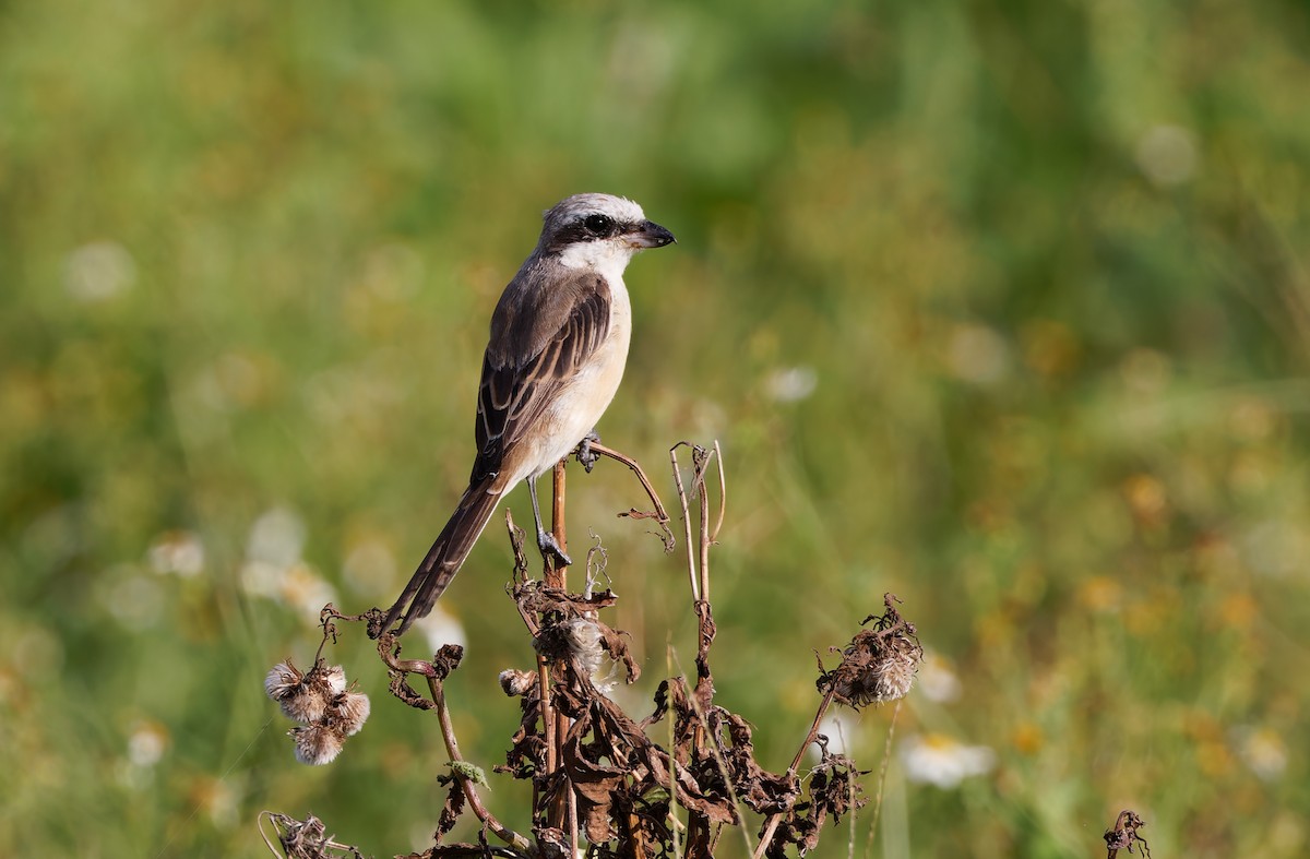 Brown Shrike - ML617820932