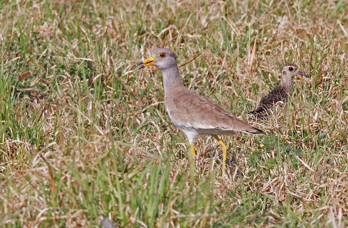 Gray-headed Lapwing - ML617820944