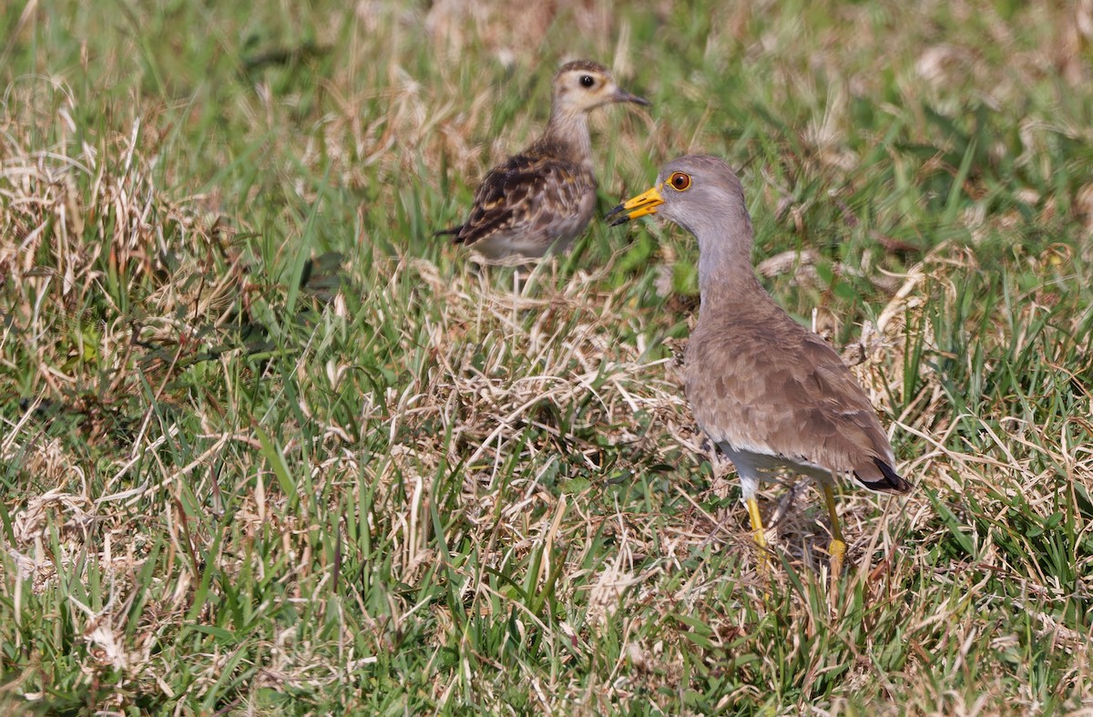 Gray-headed Lapwing - ML617820945