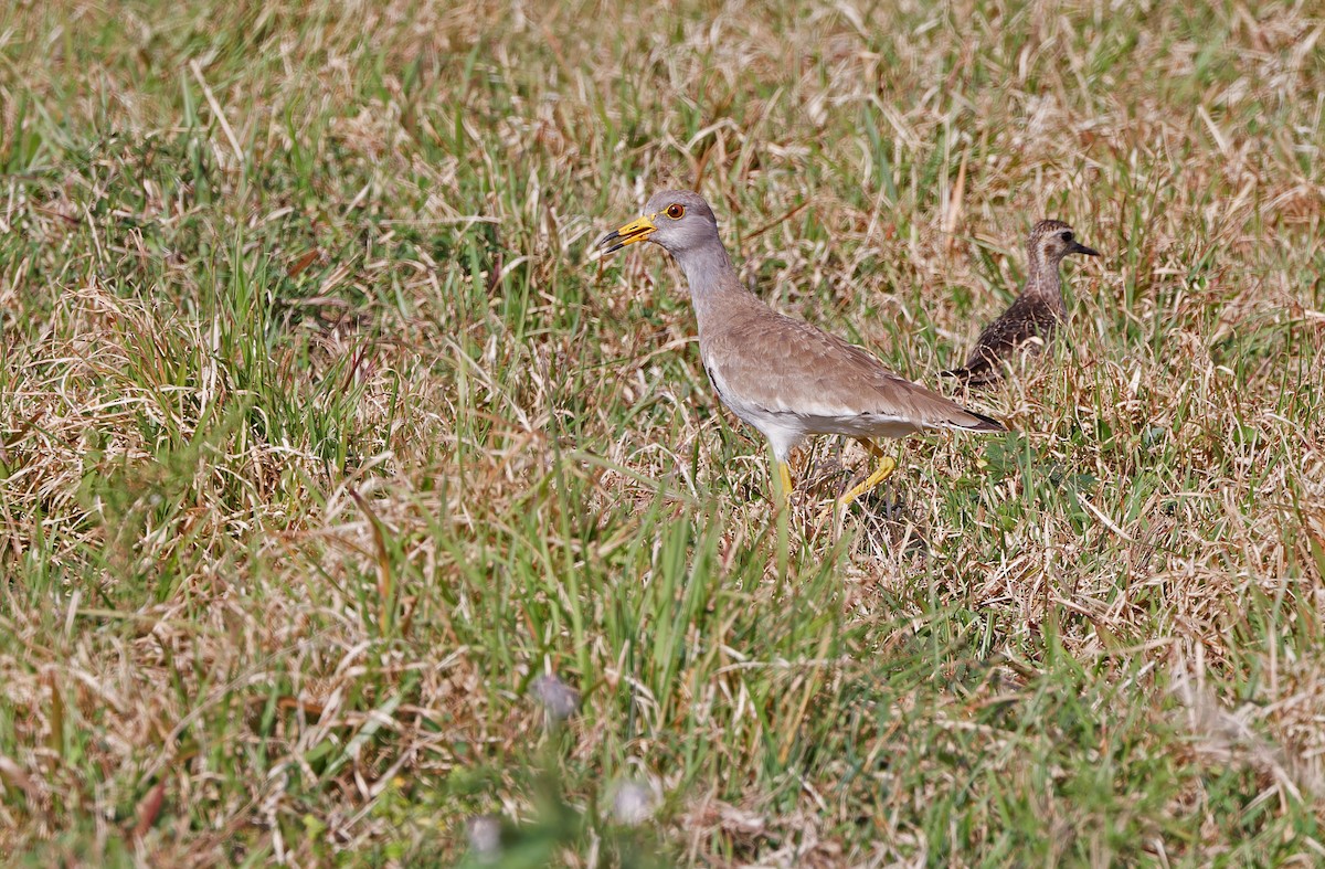 Gray-headed Lapwing - ML617820946