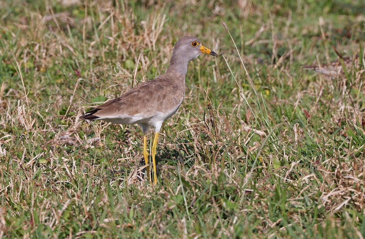 Gray-headed Lapwing - ML617820947