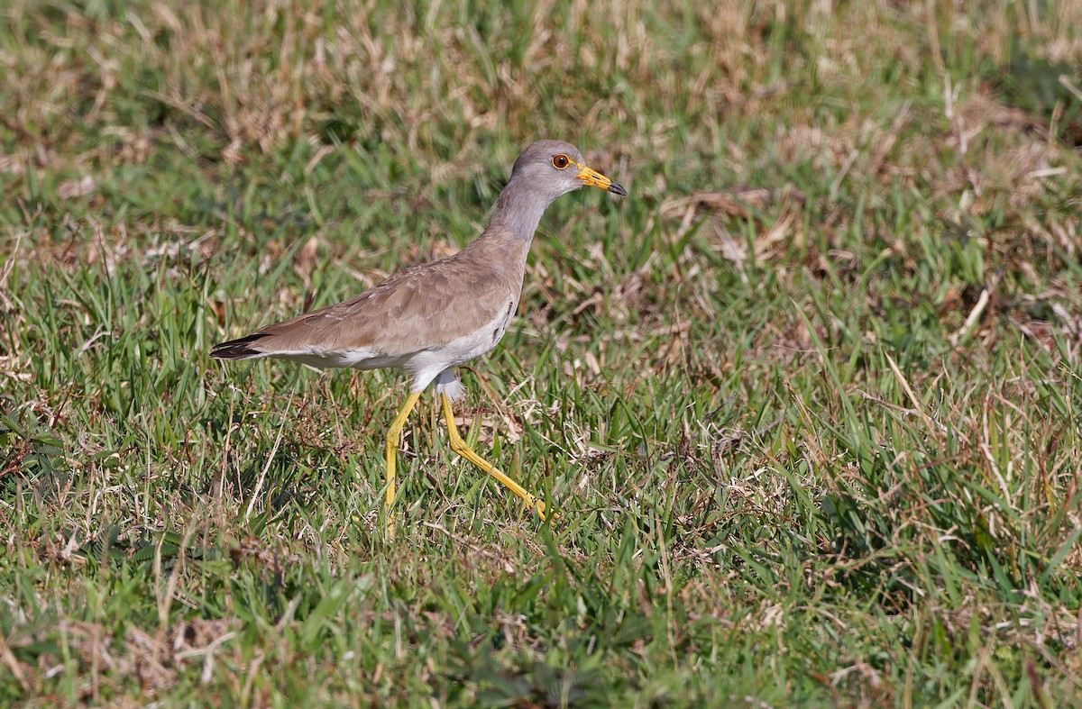 Gray-headed Lapwing - ML617820948