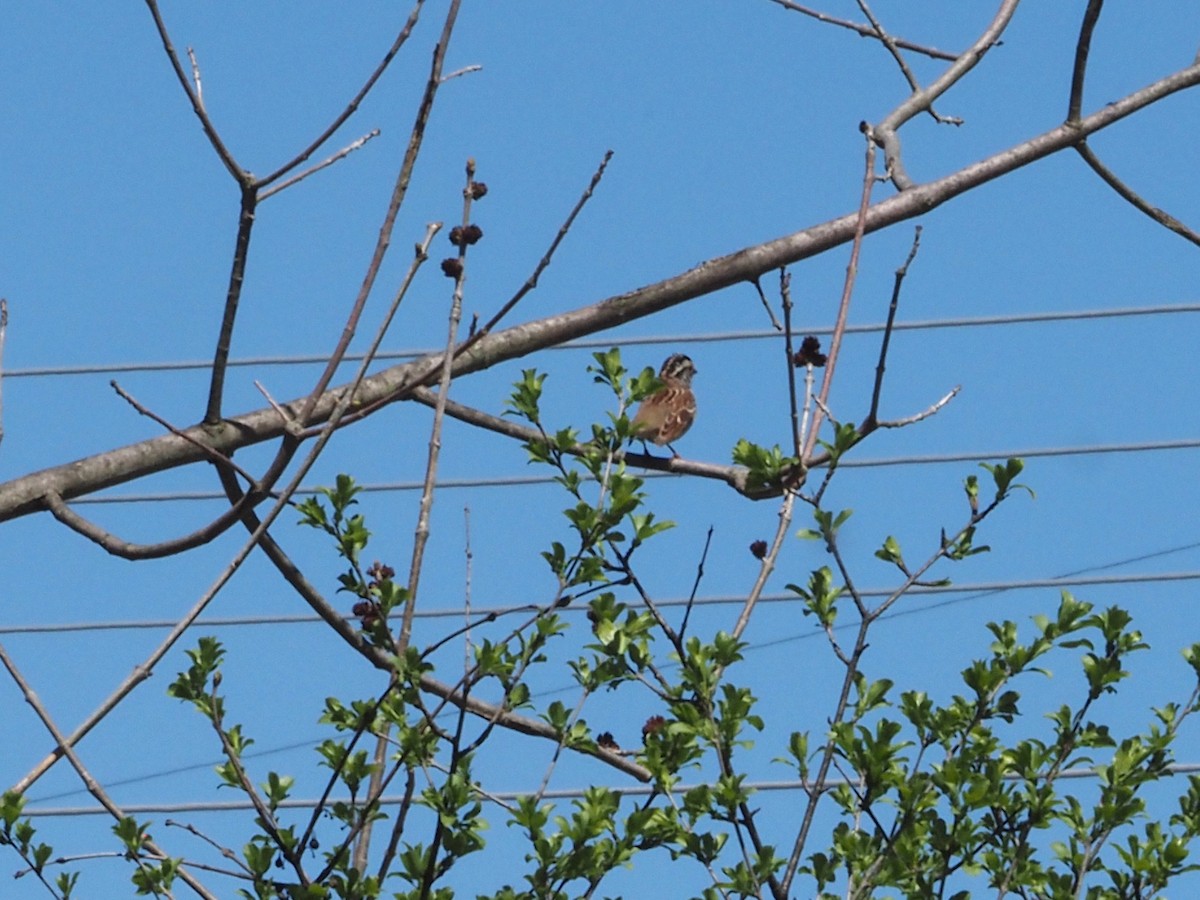 White-throated Sparrow - ML617820954