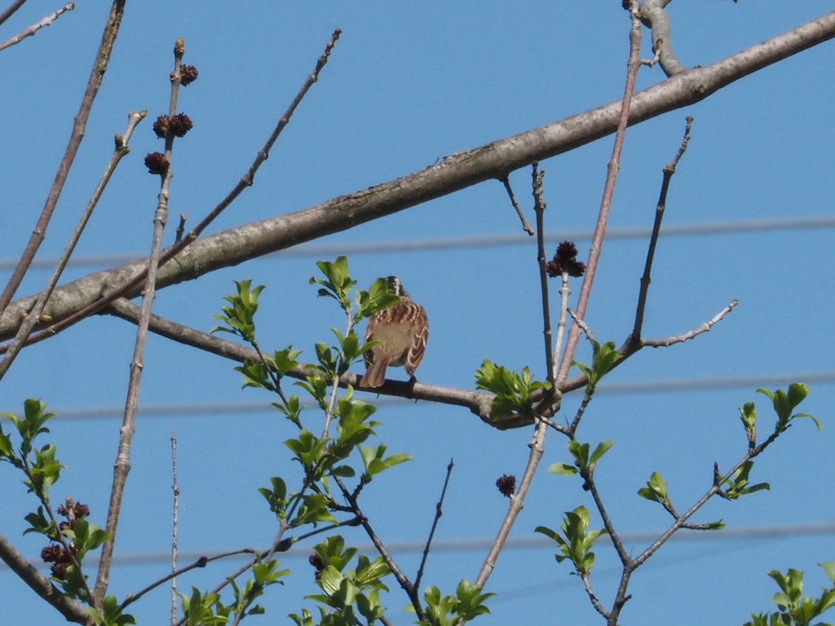 White-throated Sparrow - ML617820955