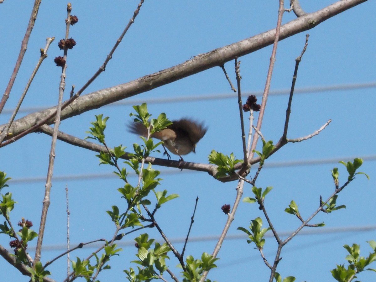 White-throated Sparrow - ML617820956
