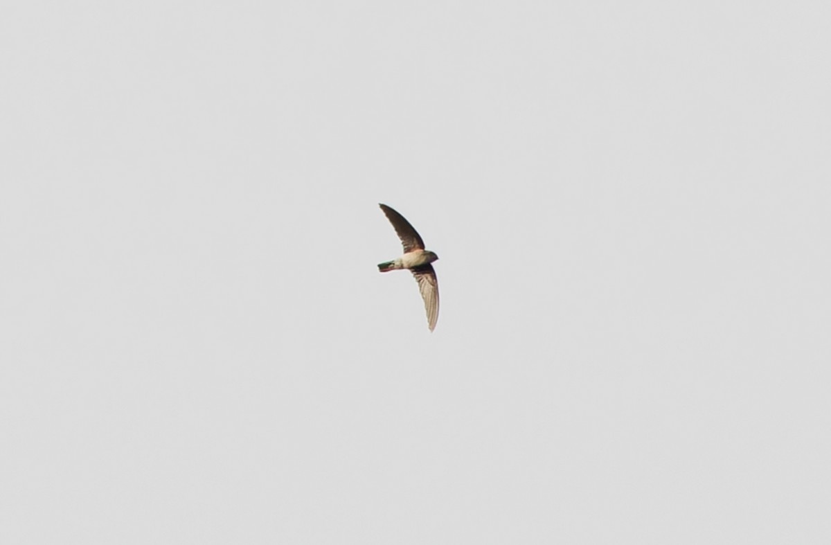 swiftlet sp. - ML617820957