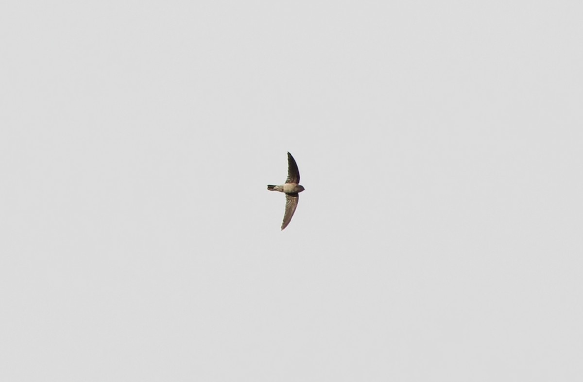 swiftlet sp. - ML617820958