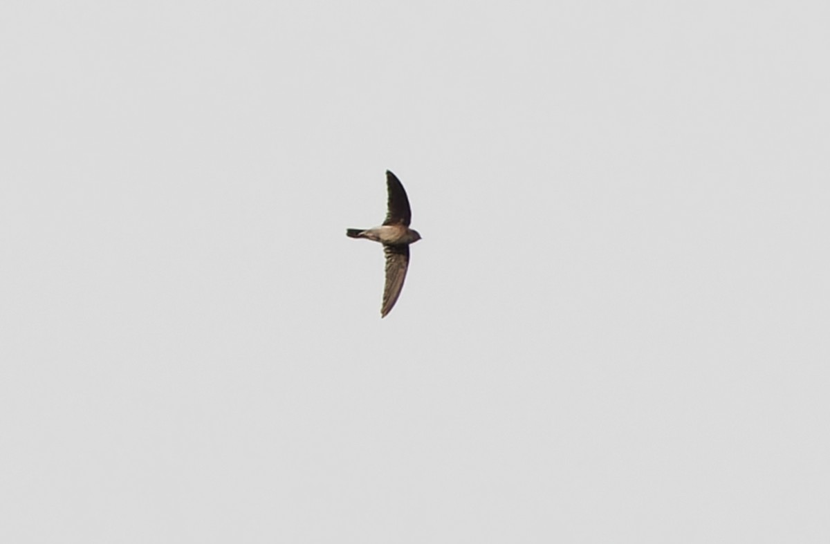 swiftlet sp. - ML617820959