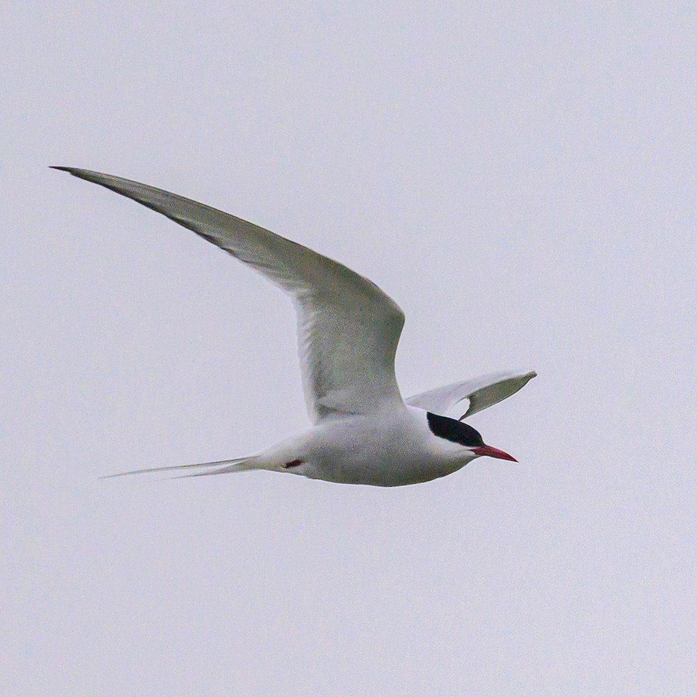 Arctic Tern - Phil Bishop