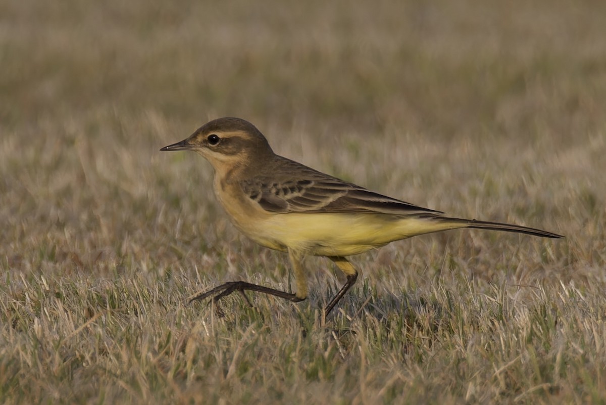 Western Yellow Wagtail - Ted Burkett