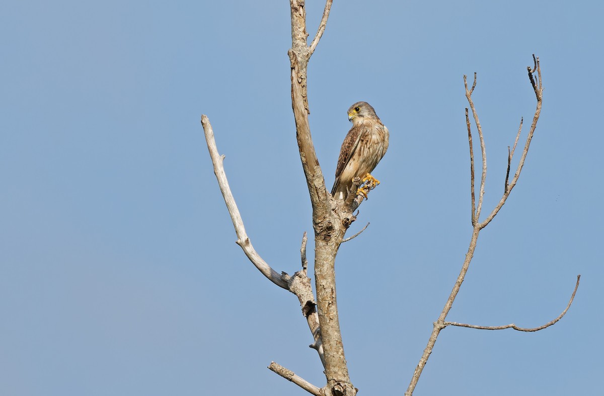 Eurasian Kestrel - ML617821004