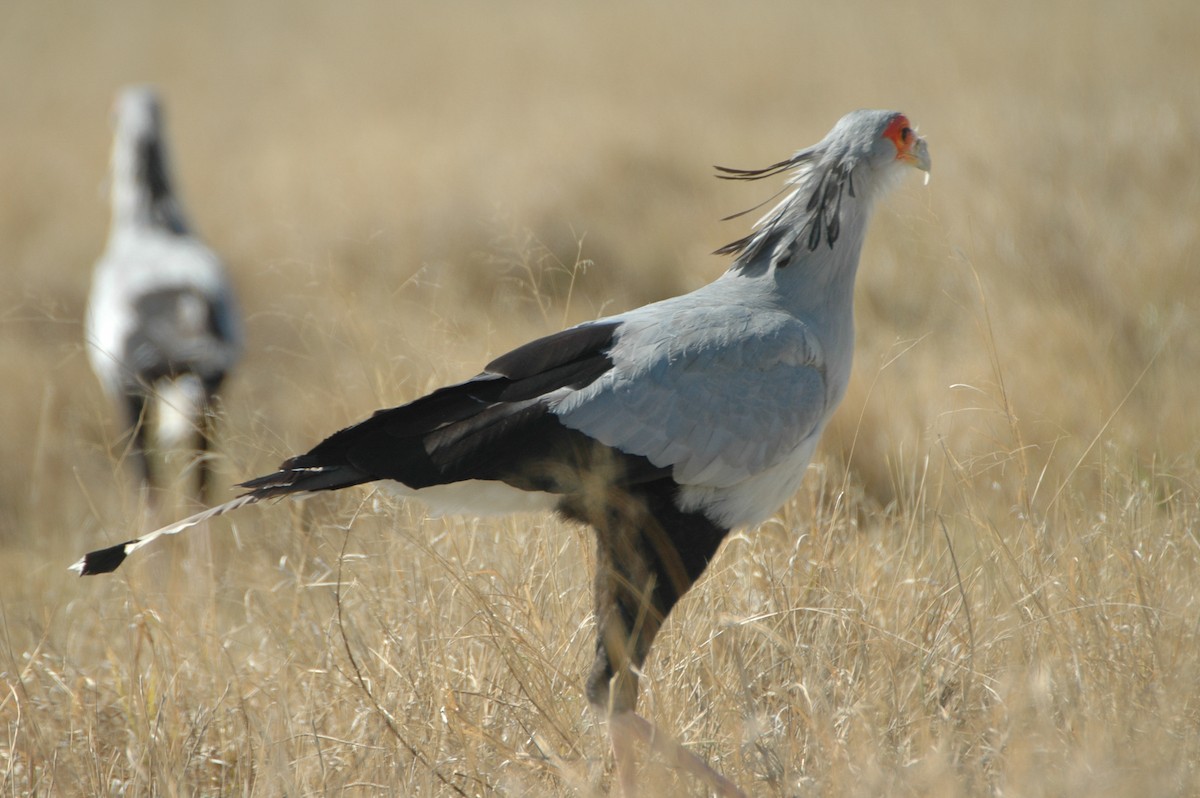 Secretarybird - Warren Schultze