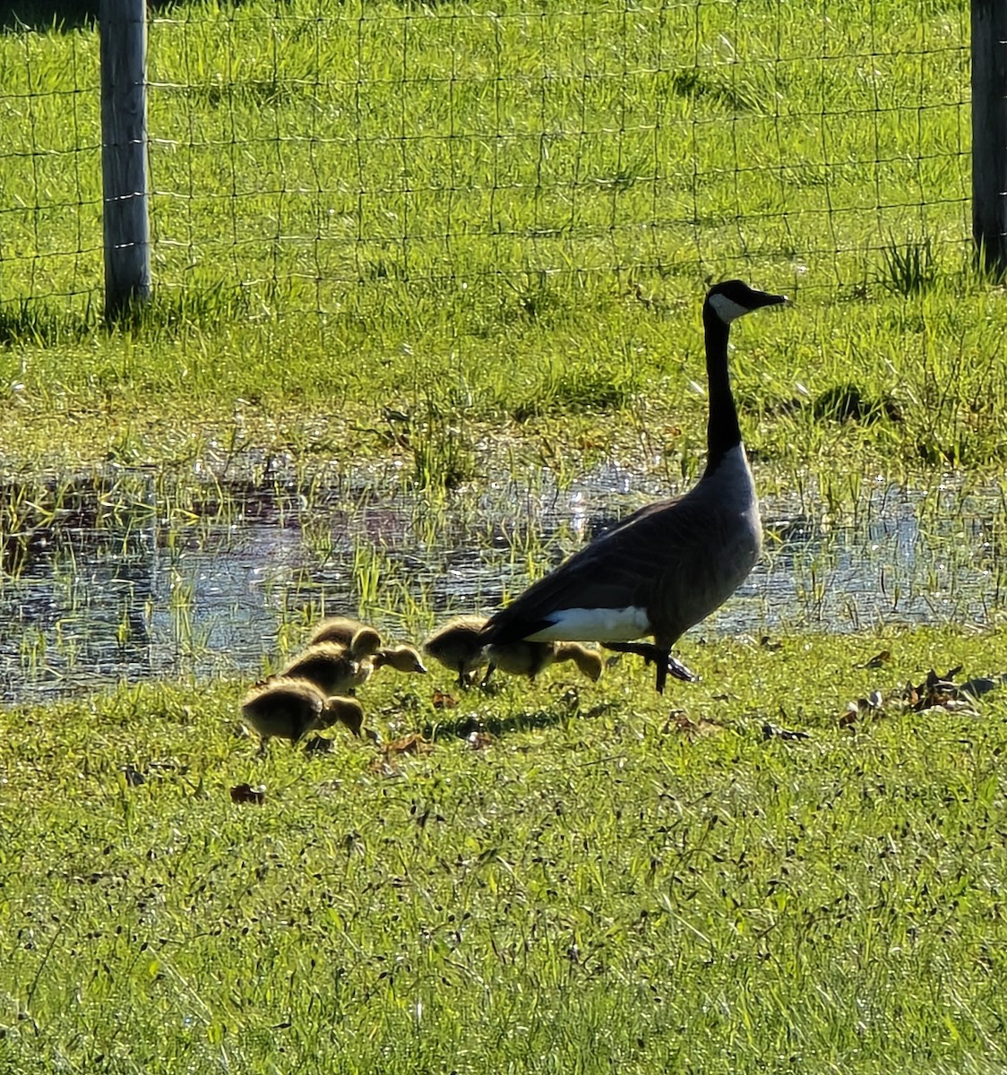 Canada Goose - ML617821030