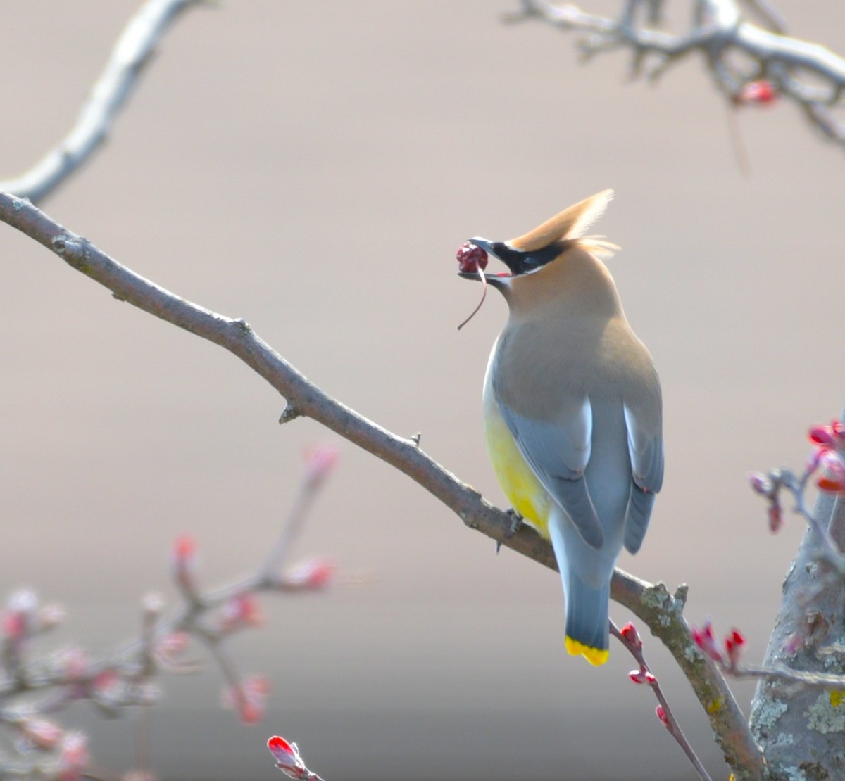 Cedar Waxwing - ML617821031