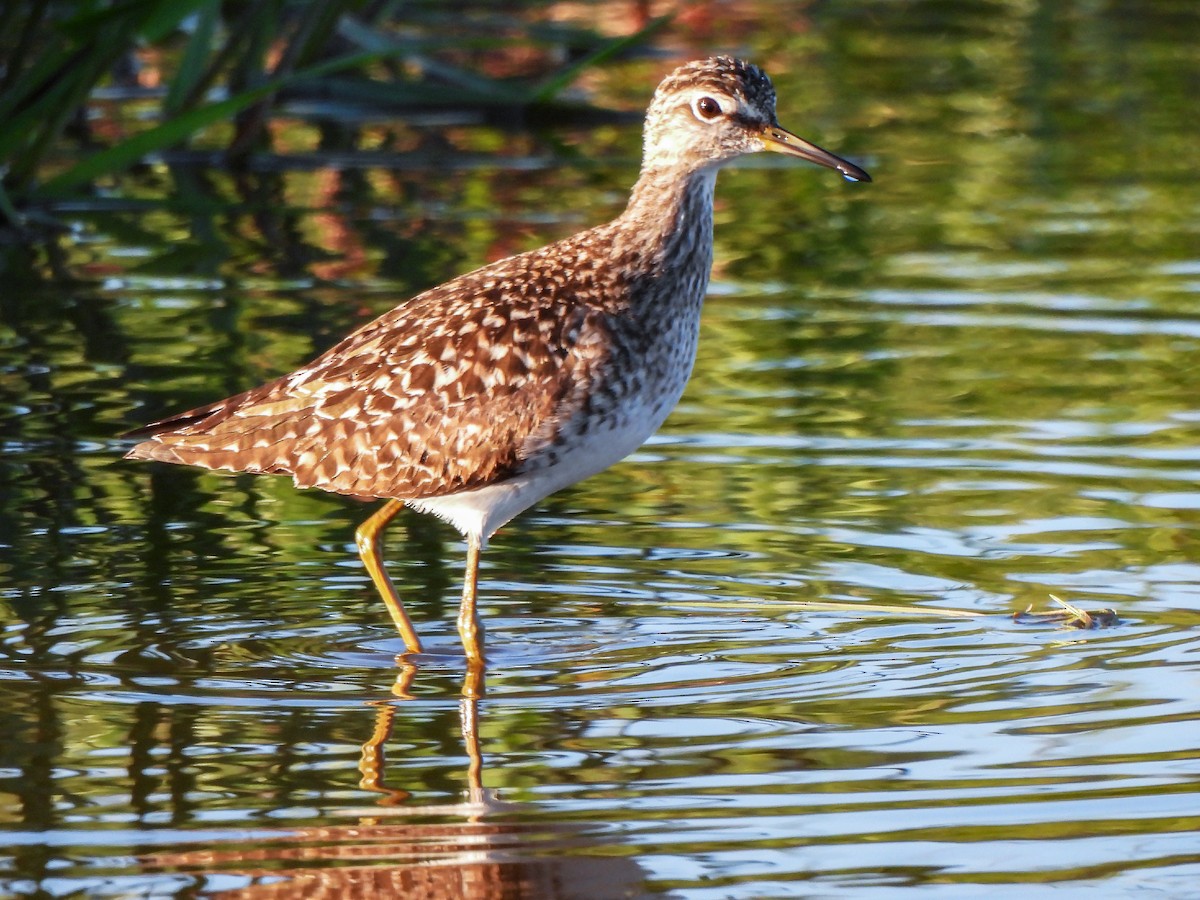 Wood Sandpiper - José Javier Orduña