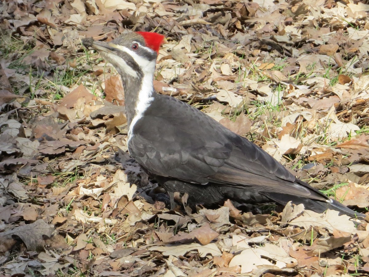 Pileated Woodpecker - ML617821053