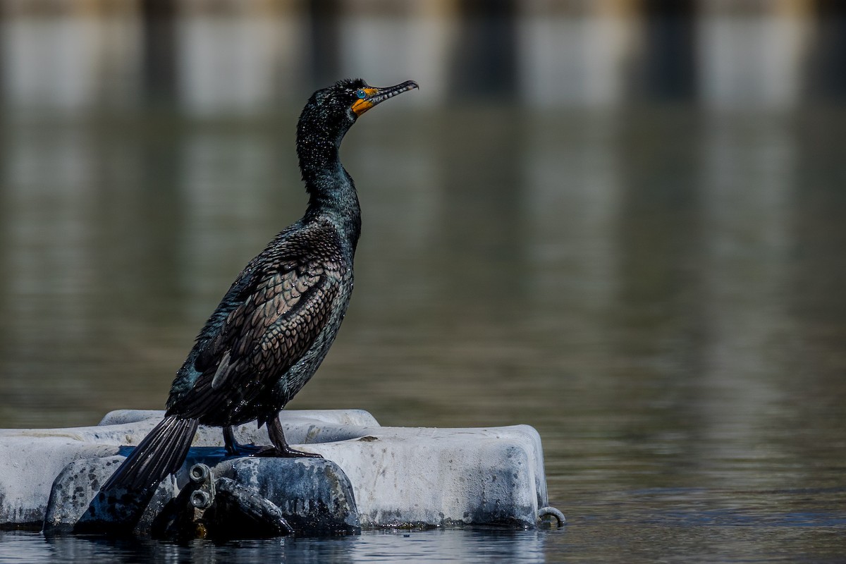 Cormoran à aigrettes - ML617821057