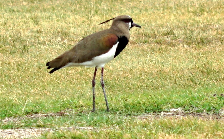 Southern Lapwing - ML617821059