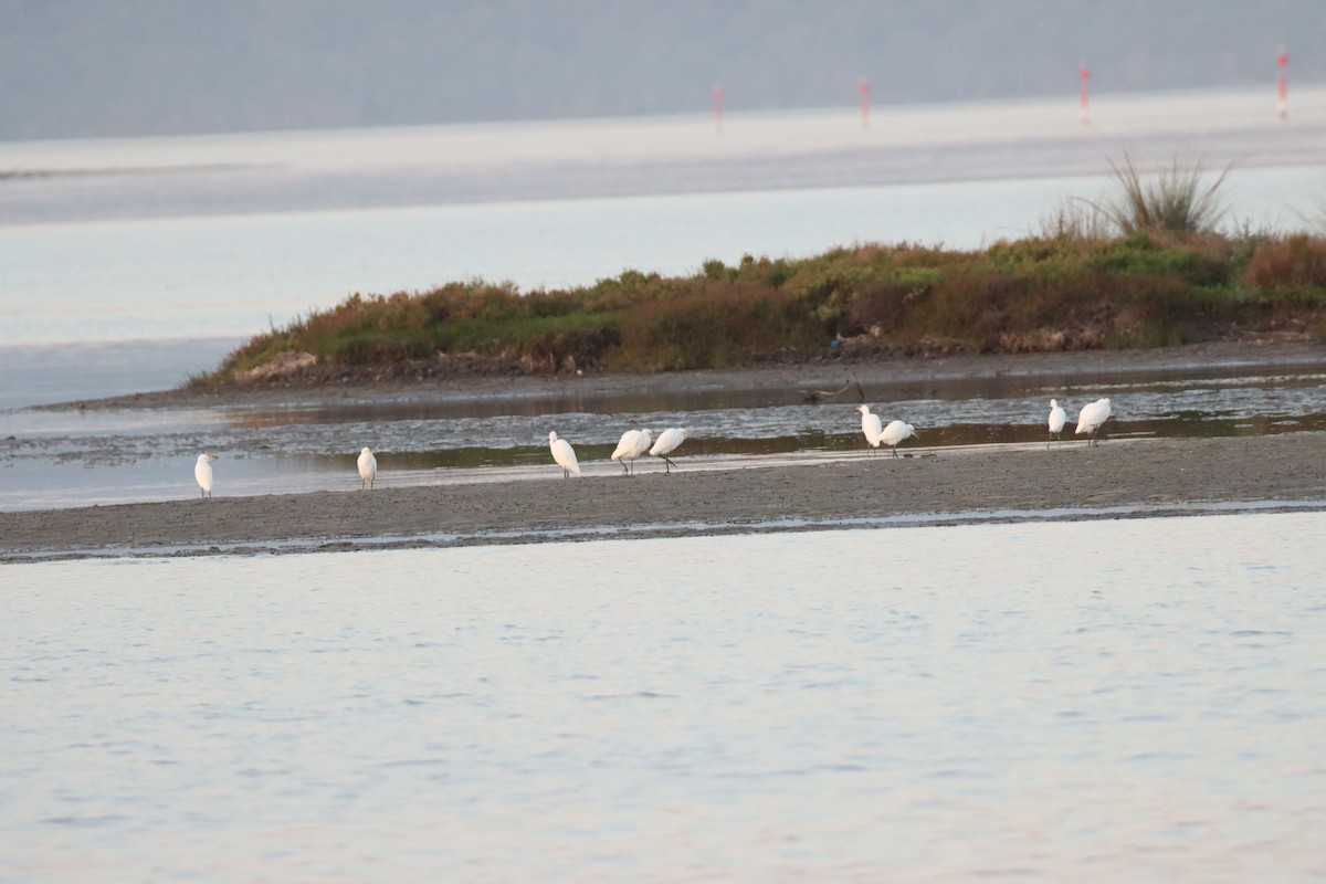 Eastern Cattle Egret - ML617821060