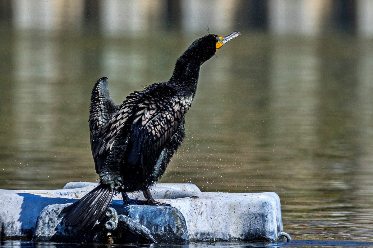 Cormorán Orejudo - ML617821065