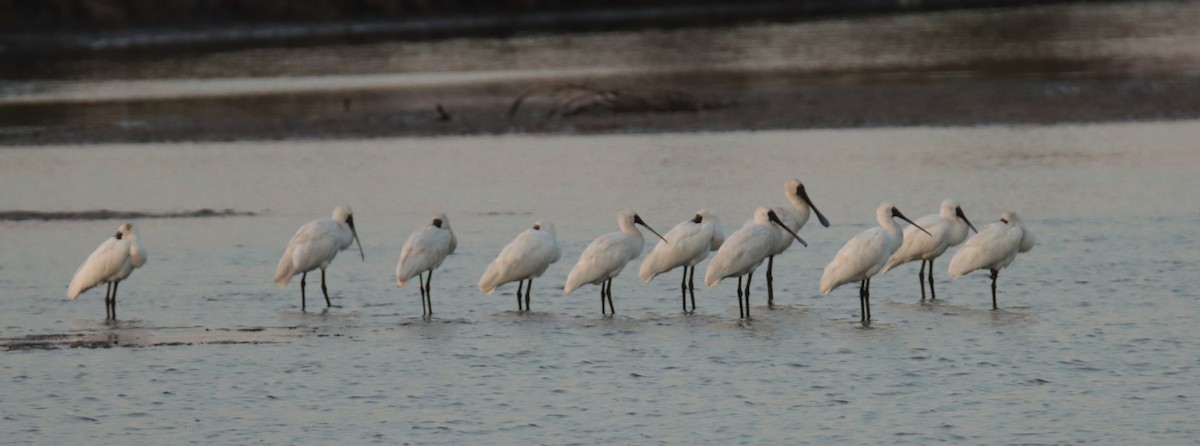 Royal Spoonbill - ML617821073