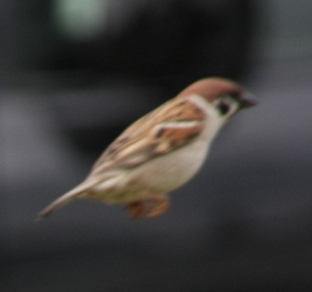 Eurasian Tree Sparrow - ML617821085