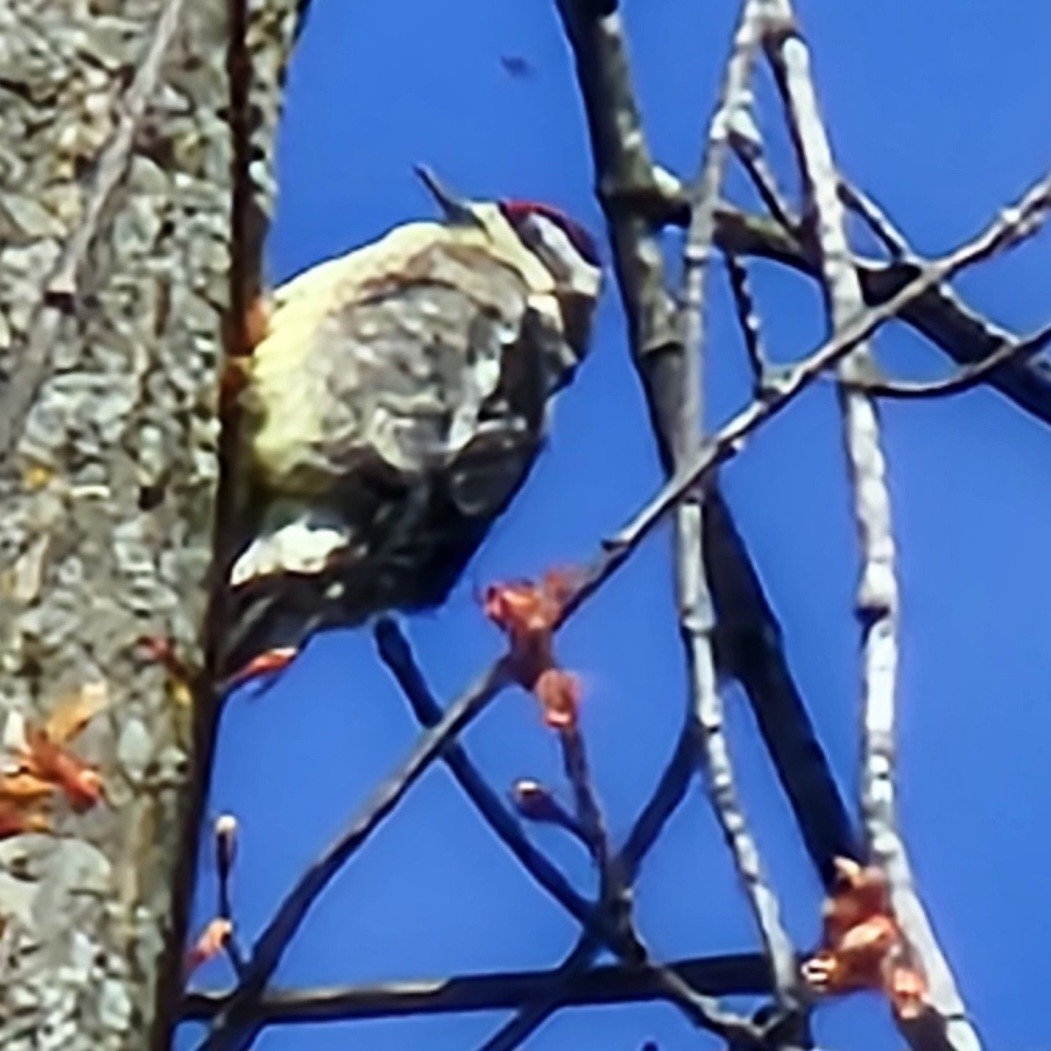 Yellow-bellied Sapsucker - Lori Clancy