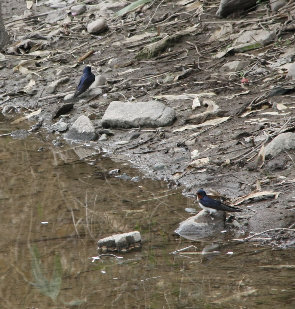 Barn Swallow - ML617821098