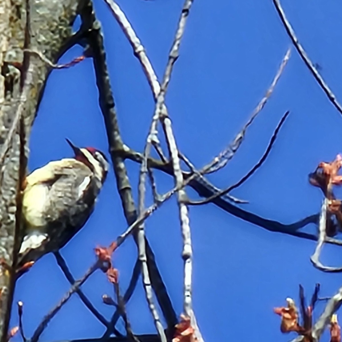 Yellow-bellied Sapsucker - ML617821099