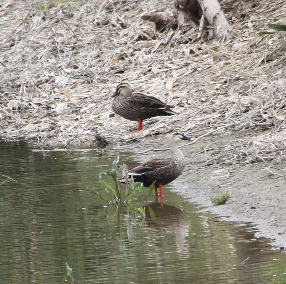 Eastern Spot-billed Duck - ML617821100