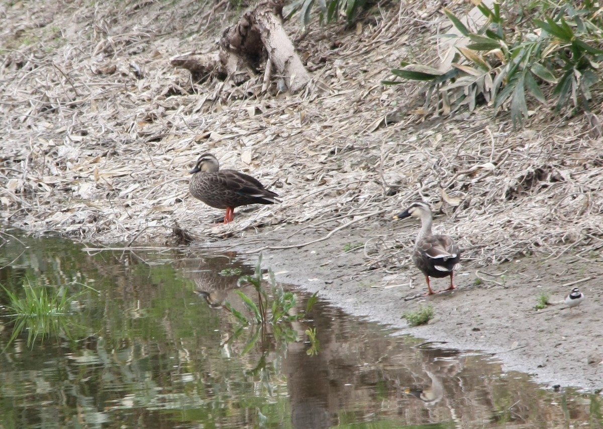 Eastern Spot-billed Duck - ML617821104