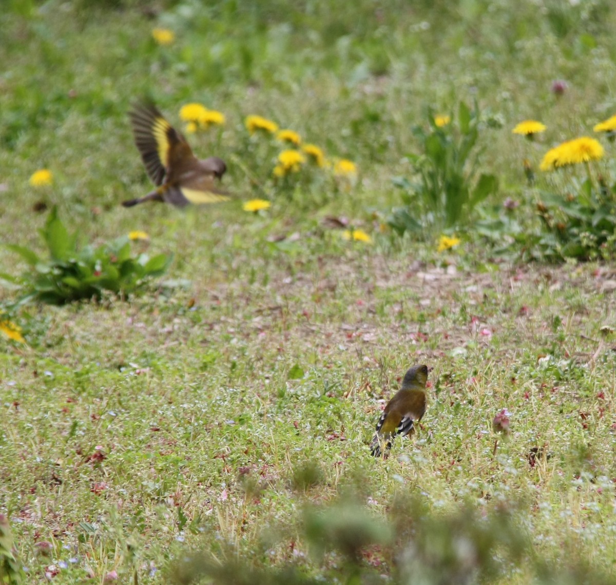 Oriental Greenfinch - ML617821111