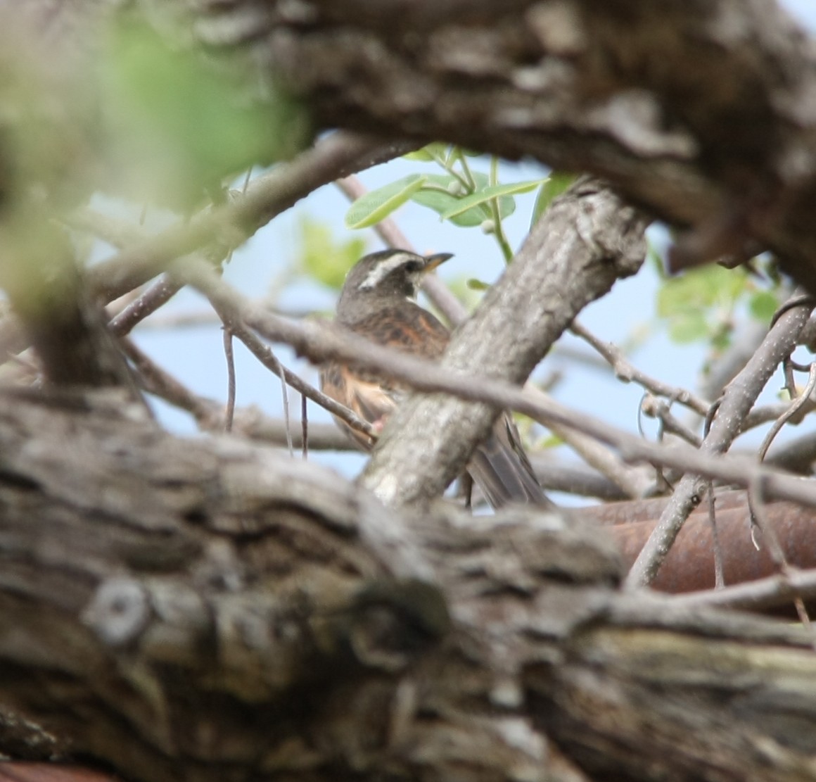 Dusky Thrush - ML617821112