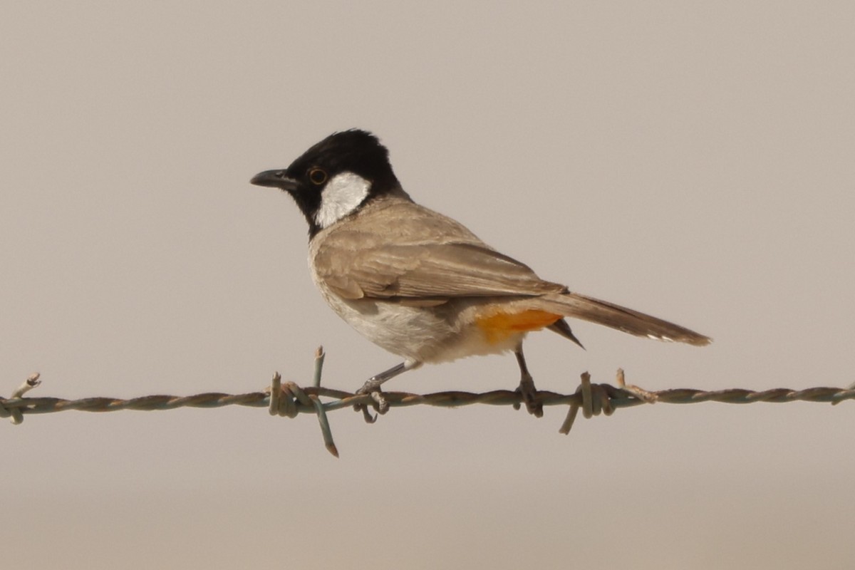 White-eared Bulbul - ML617821131