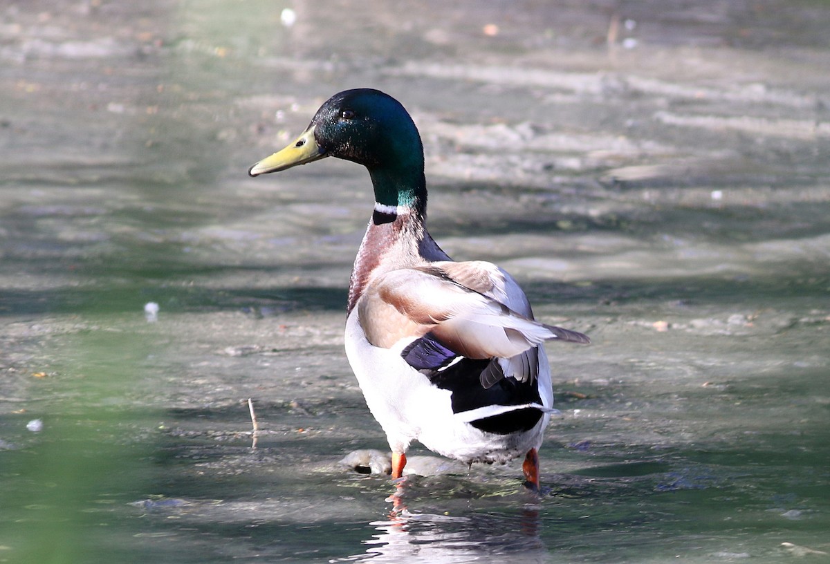 Mallard - Miguel García