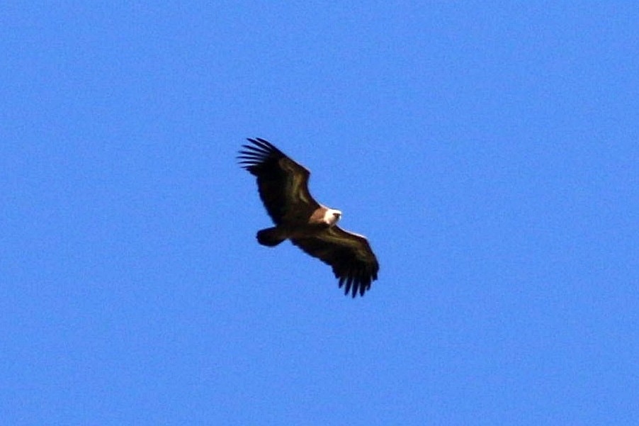 Eurasian Griffon - Miguel García