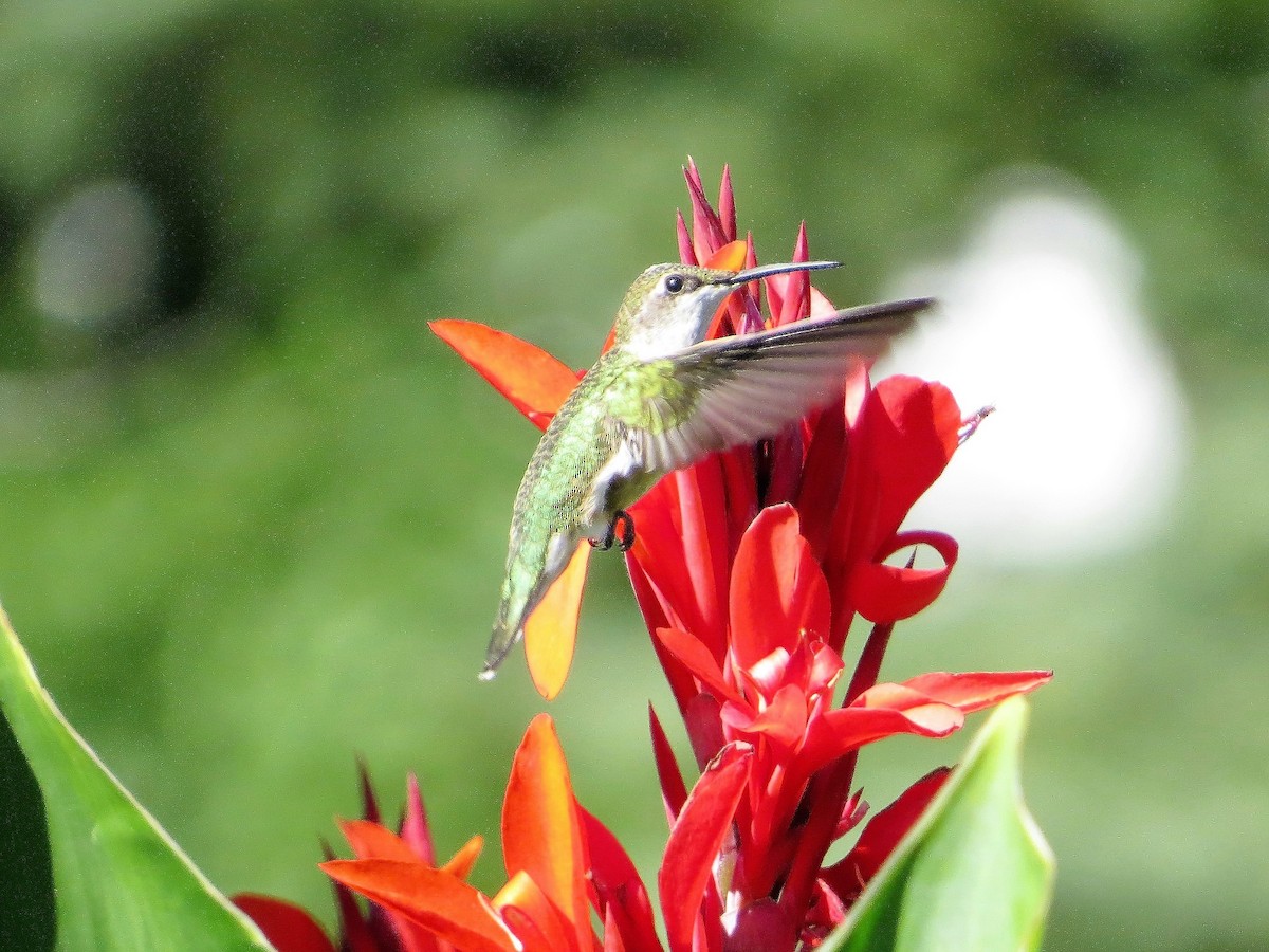 Ruby-throated Hummingbird - ML617821167