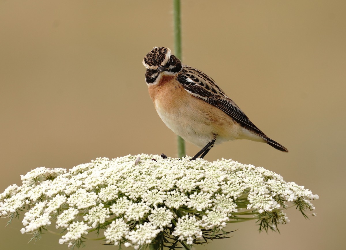 Whinchat - ML617821170