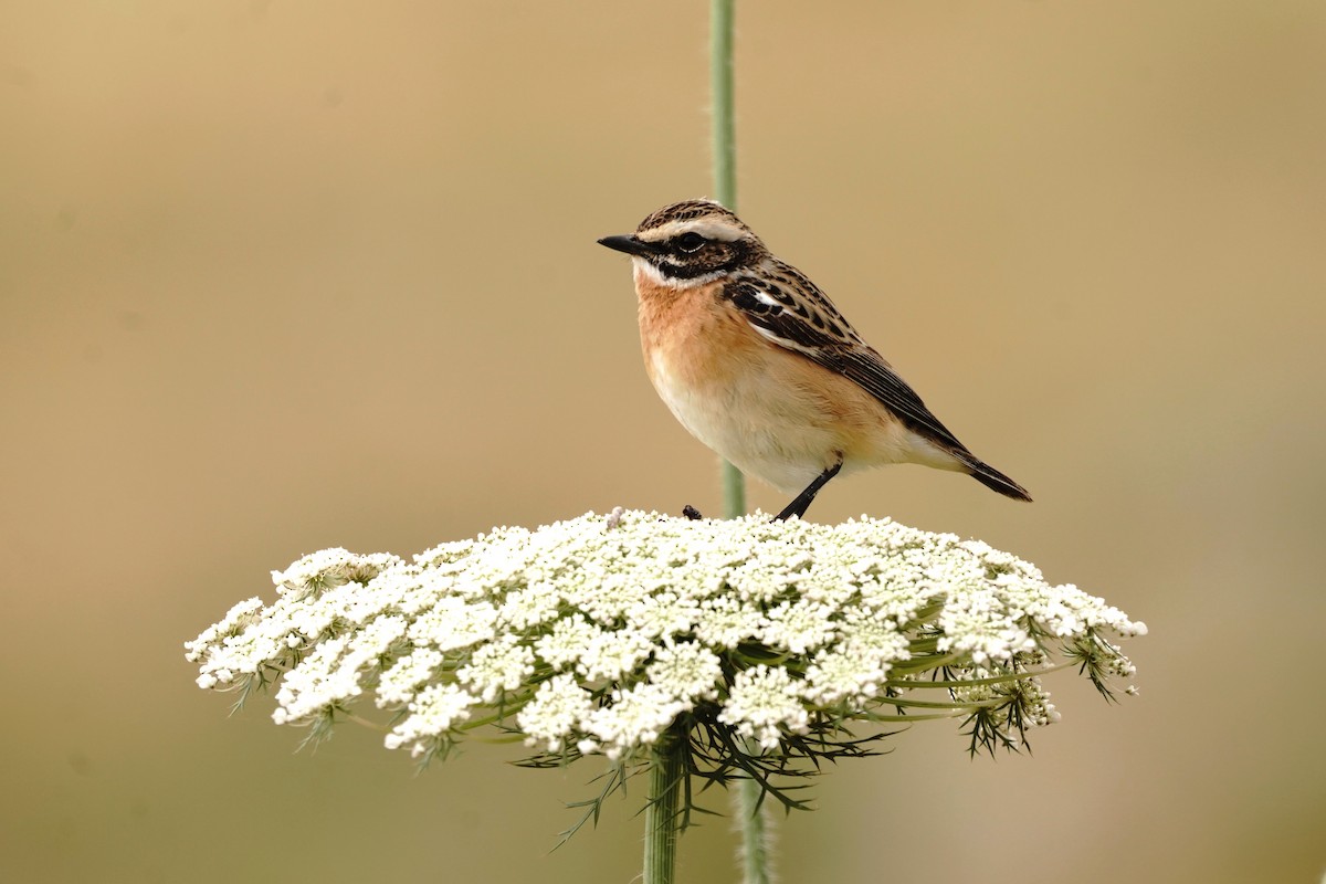 Whinchat - ML617821171