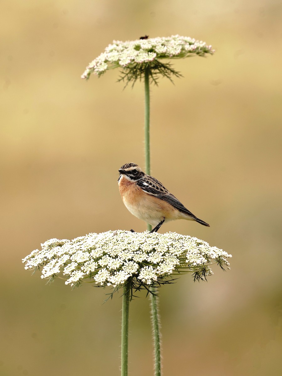 Whinchat - ML617821172