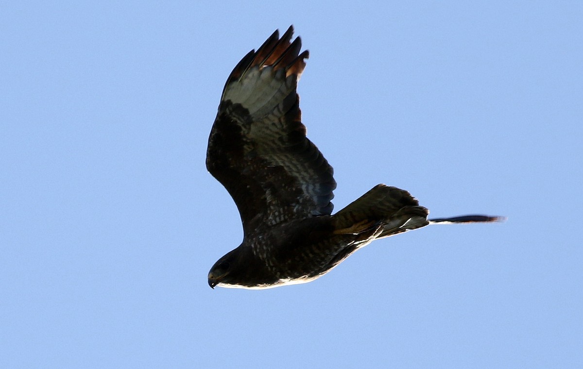 Common Buzzard - ML617821191