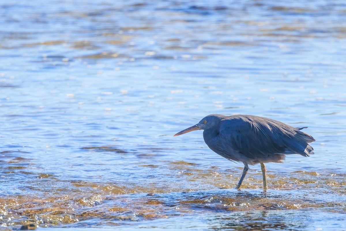 Pacific Reef-Heron - ML617821200