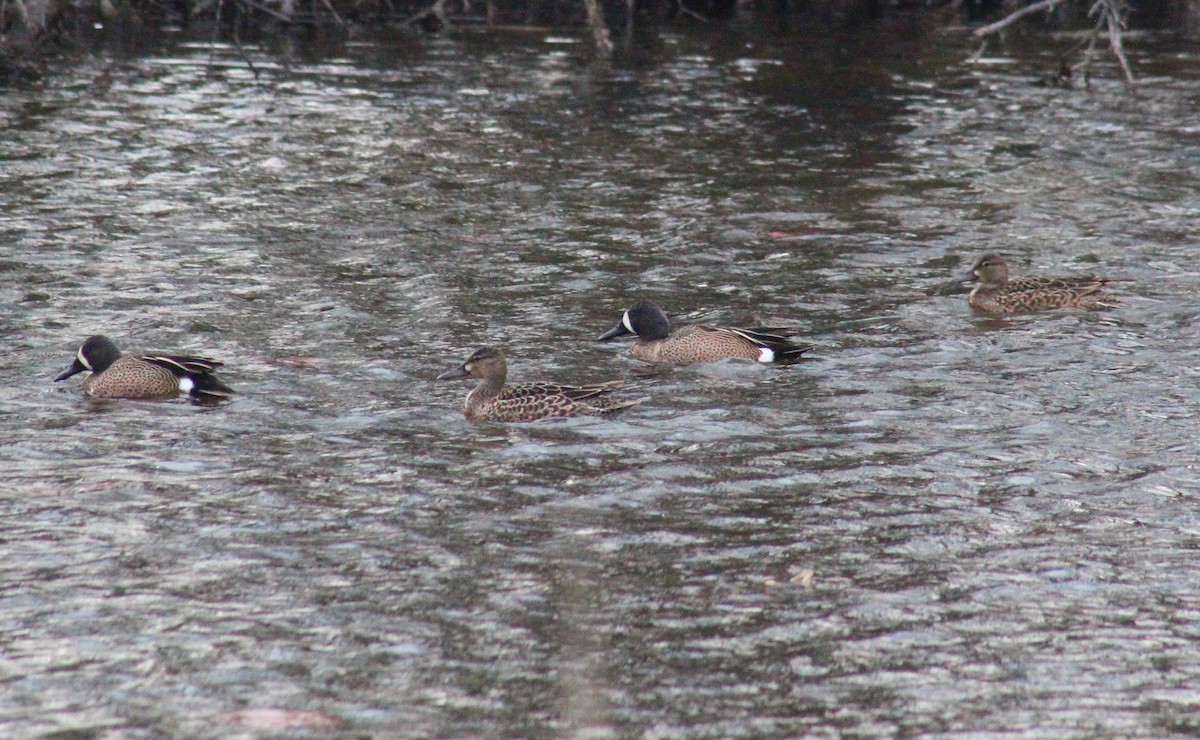 Blue-winged Teal - ML617821203