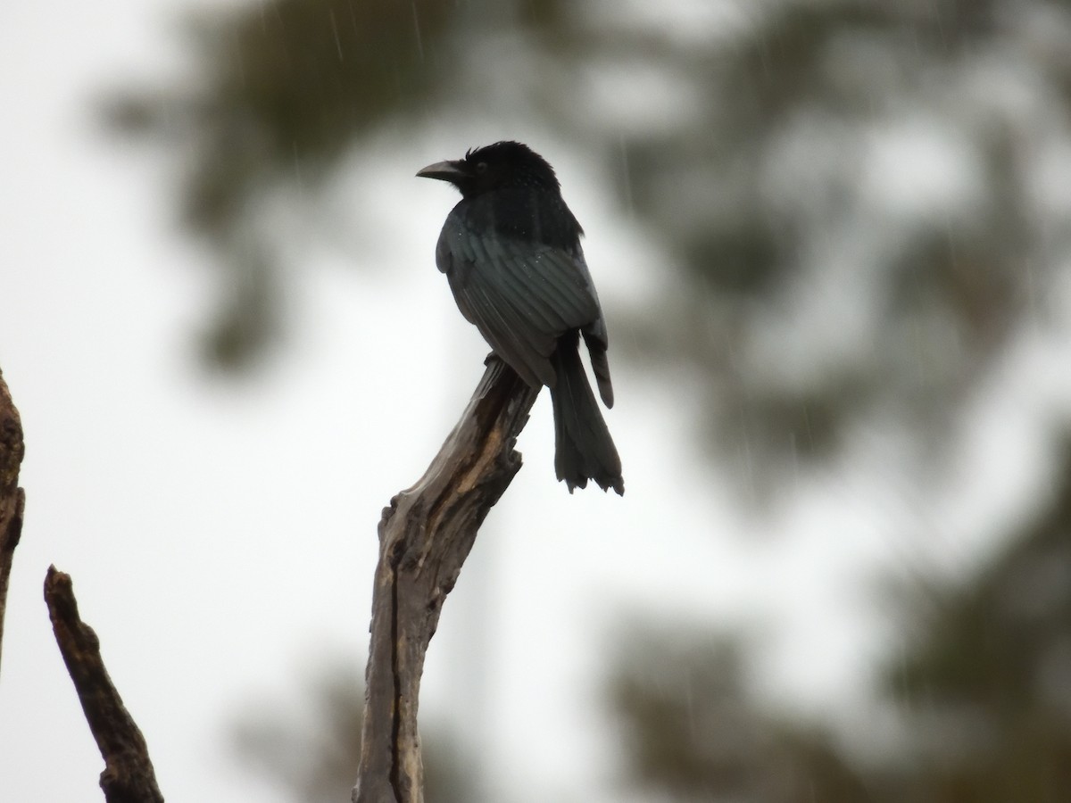 Yıldızlı Drongo - ML617821212