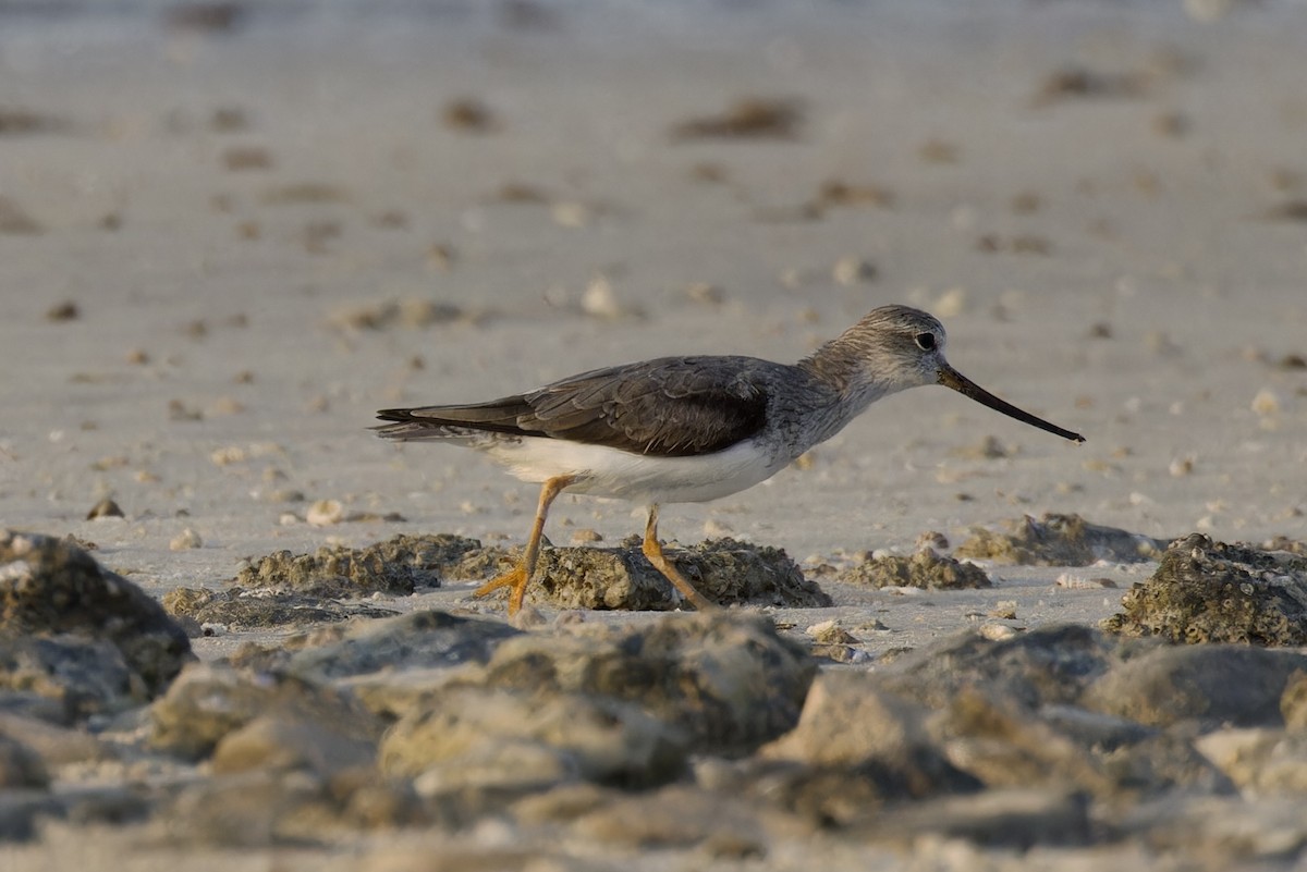 Terek Sandpiper - Ted Burkett