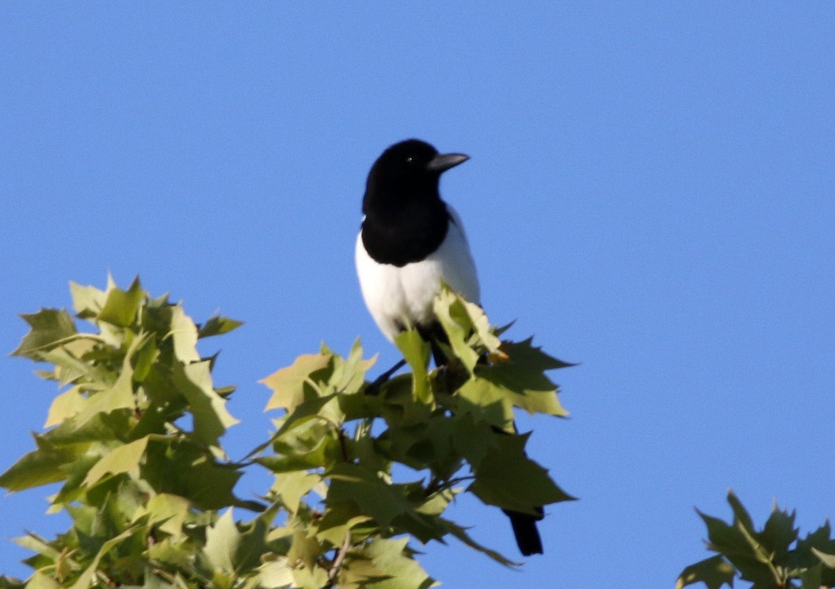 Eurasian Magpie - ML617821255