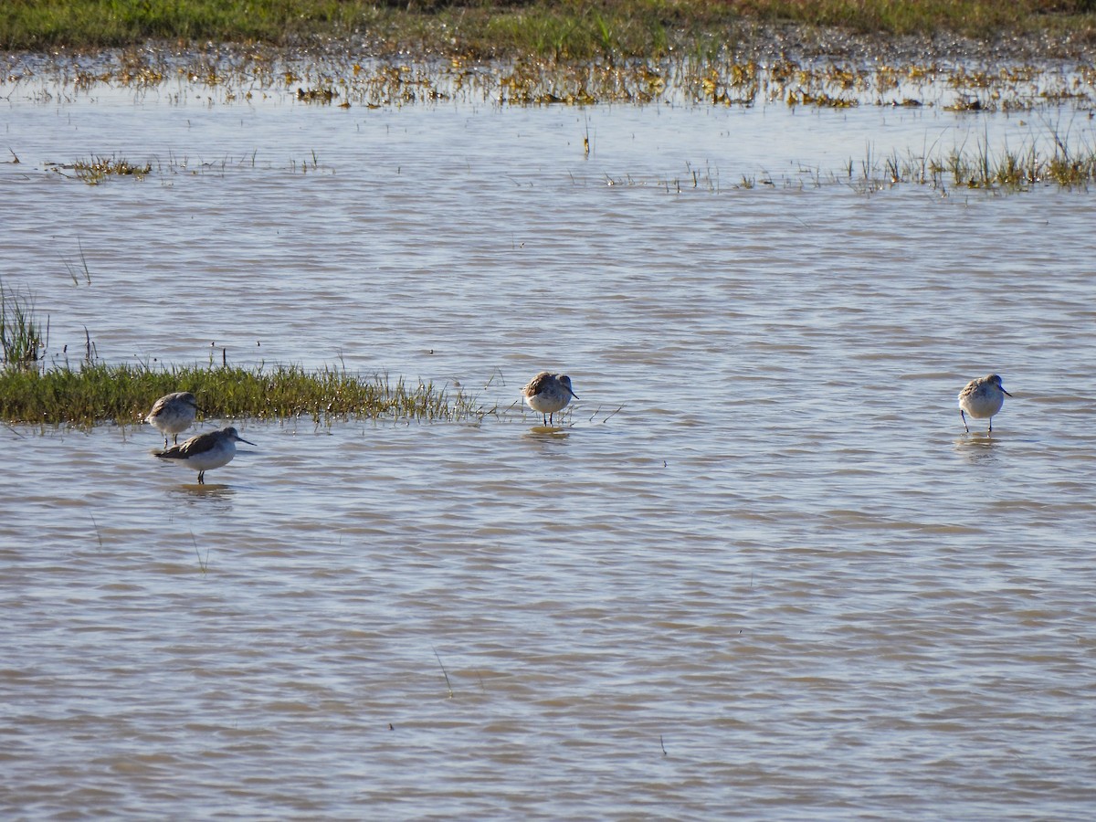 Common Greenshank - José Javier Orduña